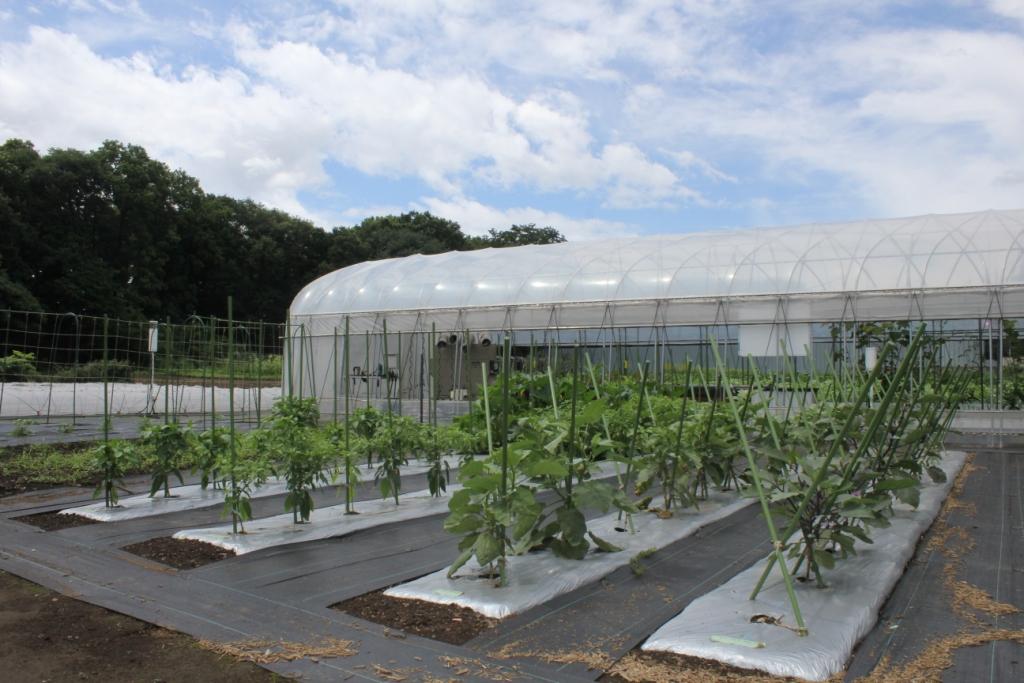 国際規格「GLOBAL GAP」「ASIA GAP」認証を同時取得いたしました