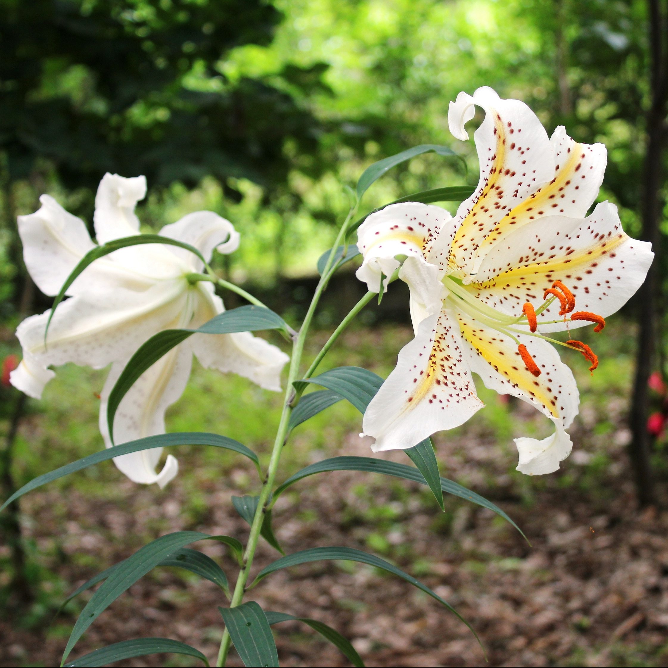 消費者志向経営の自主宣言に対する実績を報告いたします