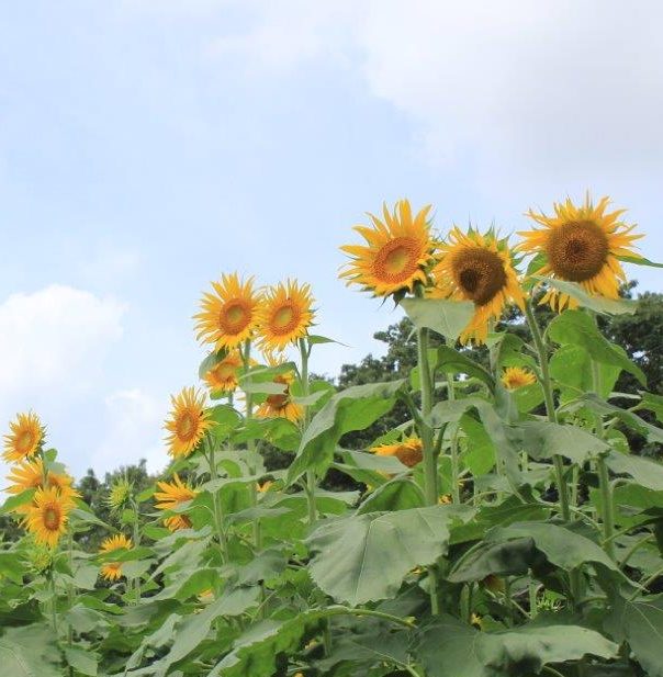 夏季休業のお知らせ