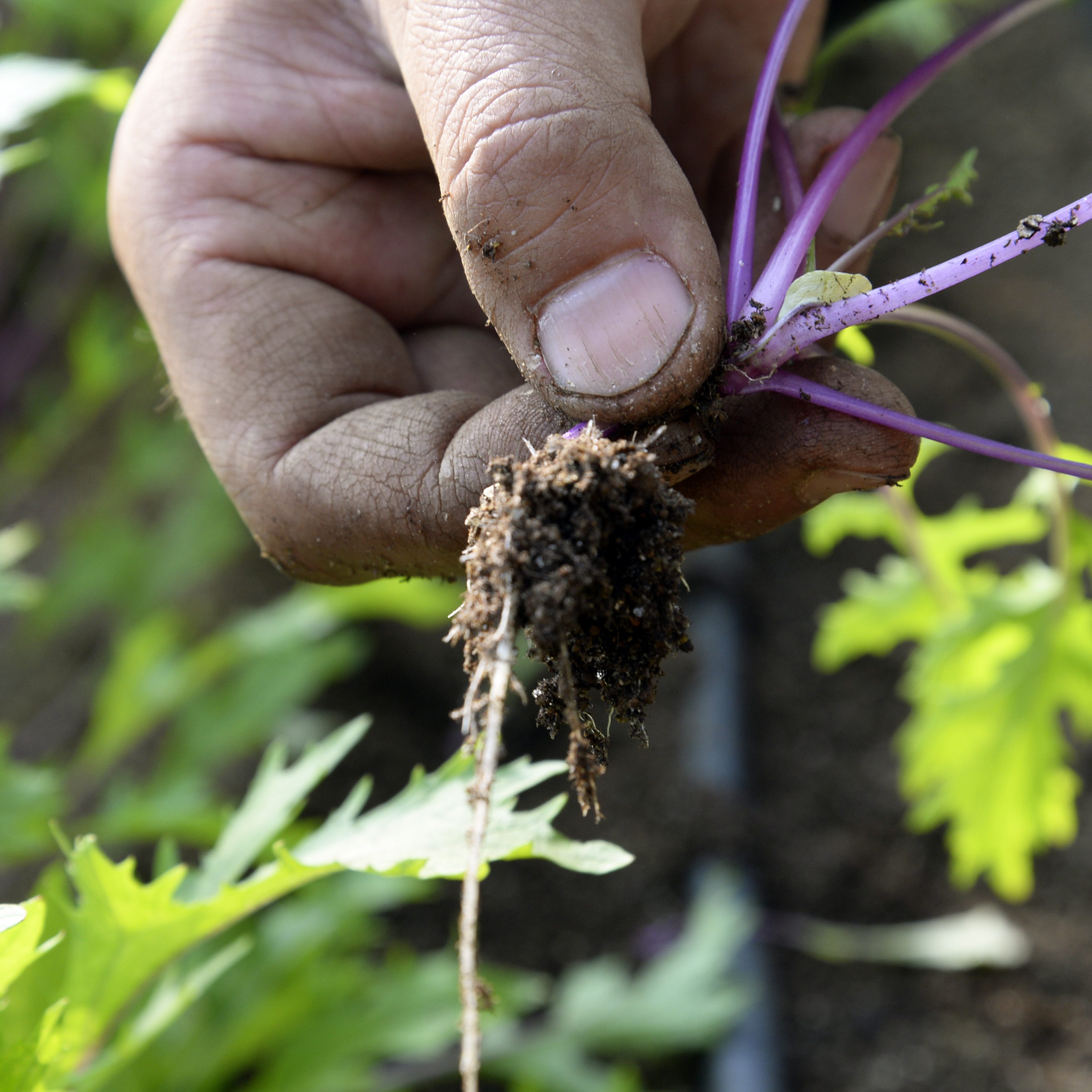 有機JAS認証を取得しました